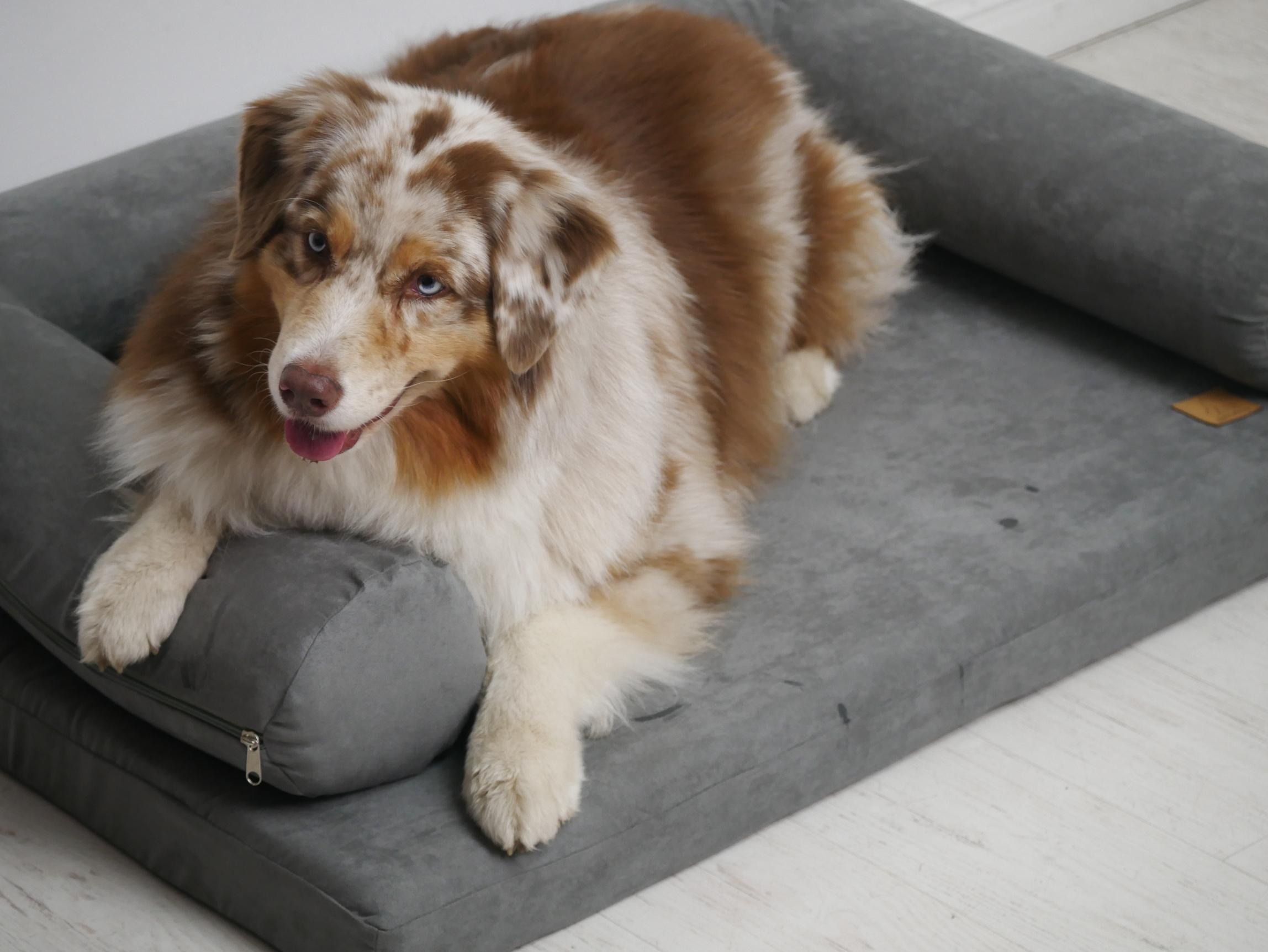Hund auf dem NobleDog Hundebett